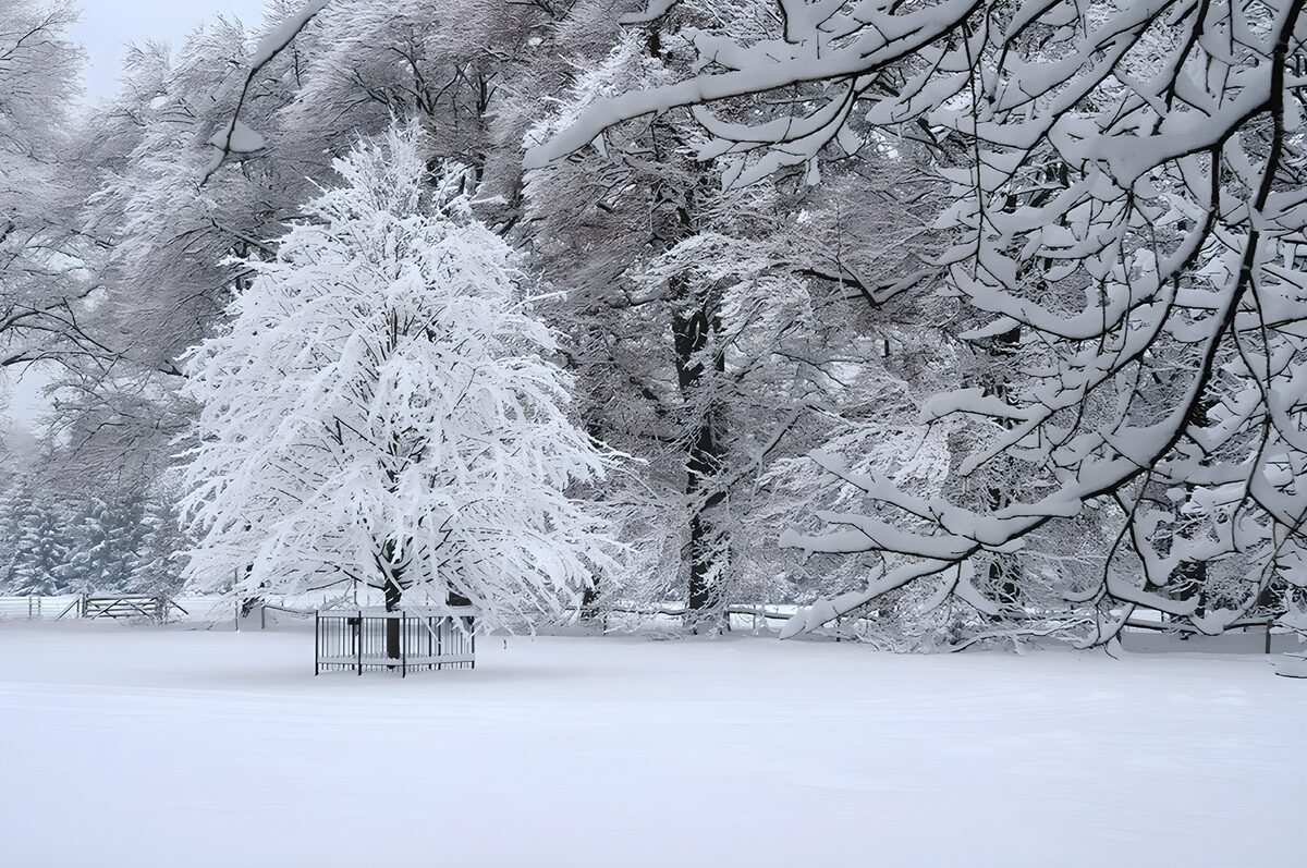 Besneeuwde boom met omheining