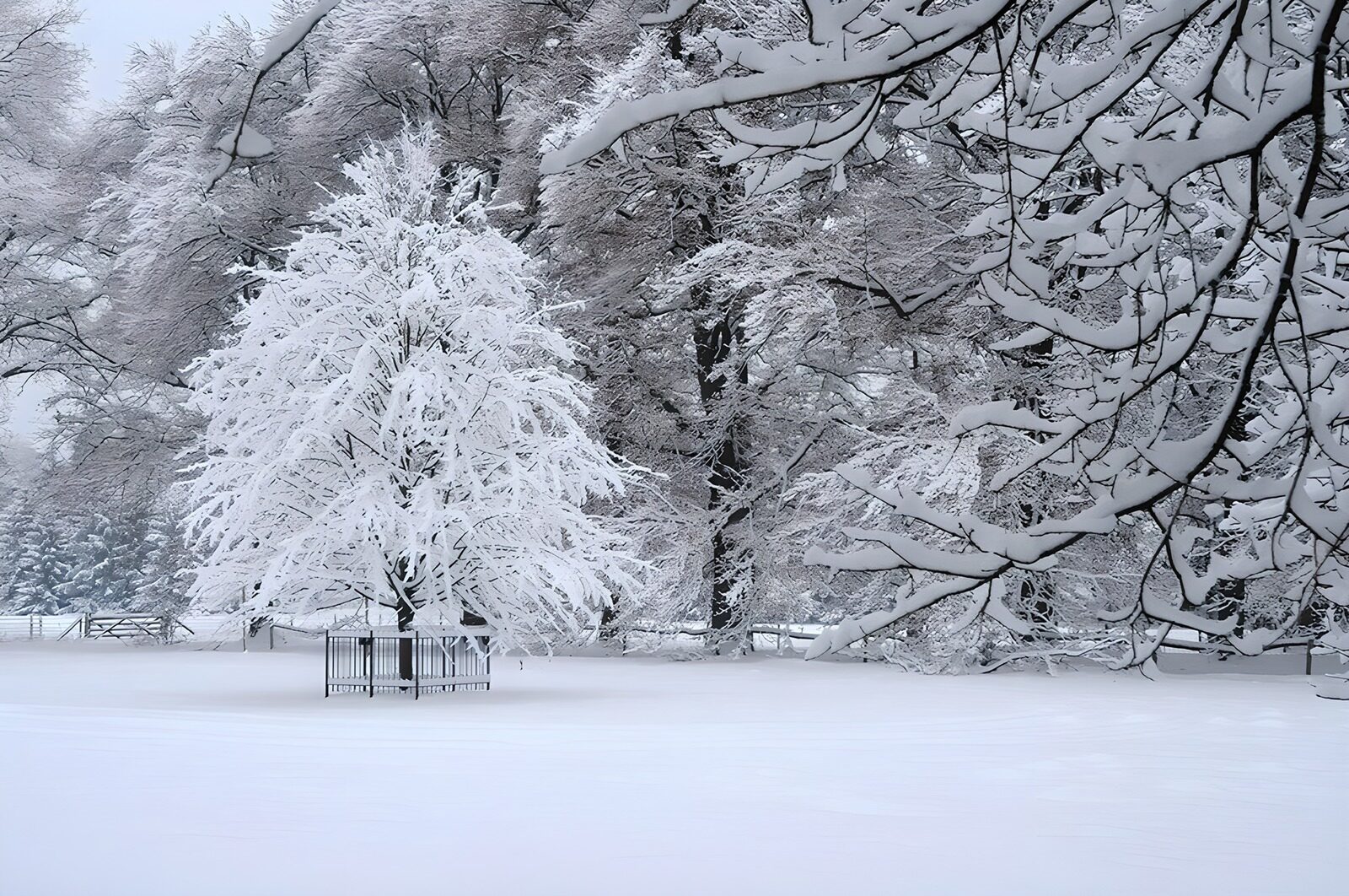 TP74119: Besneeuwde boom met omheining