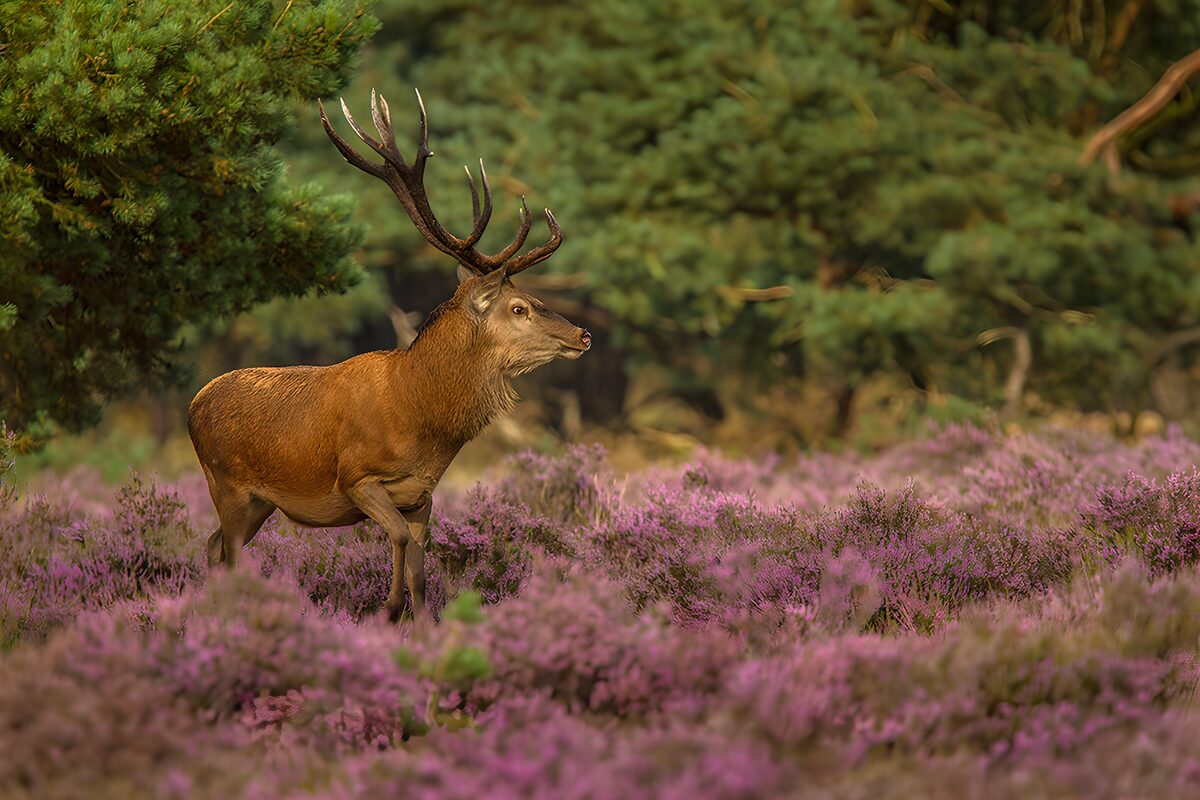 Hert tussen de paarse heide