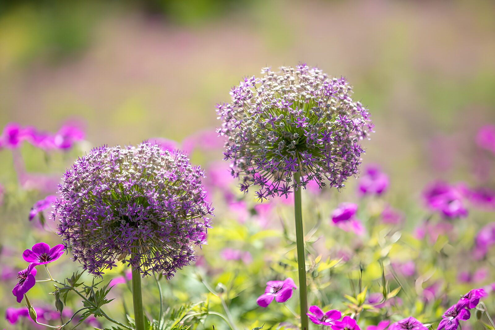 TP79841: Paarse bloemen in een kleurrijke tuin