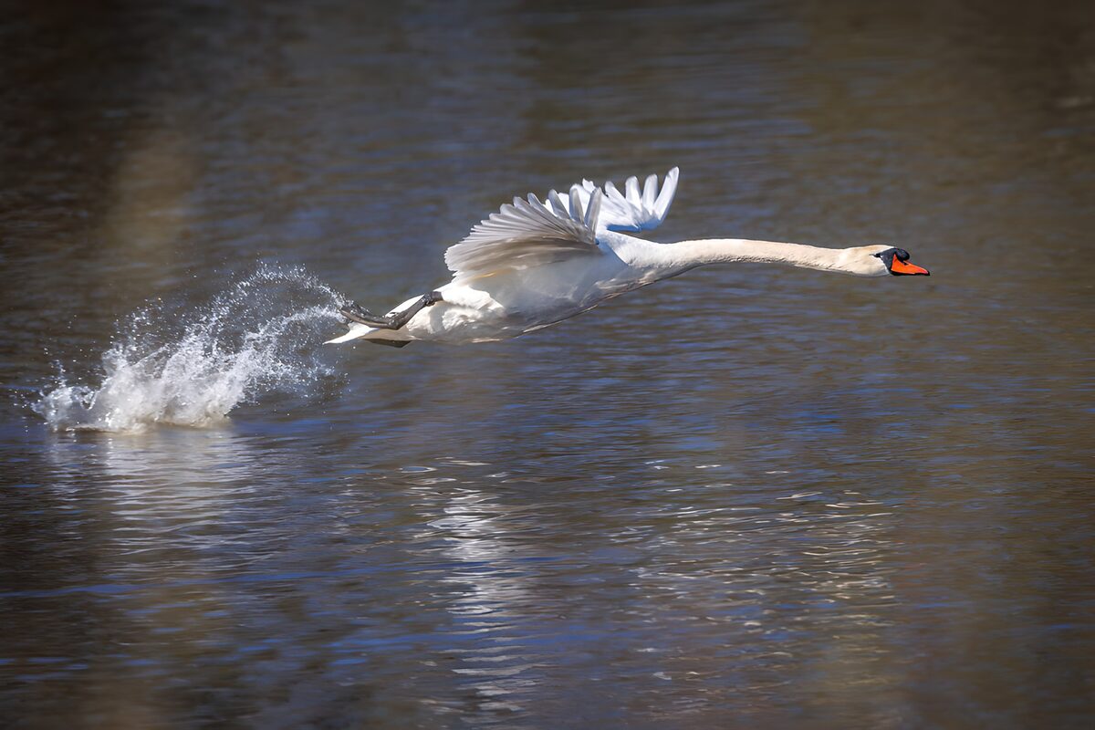 TP55813: Zwaan die over het water scheert