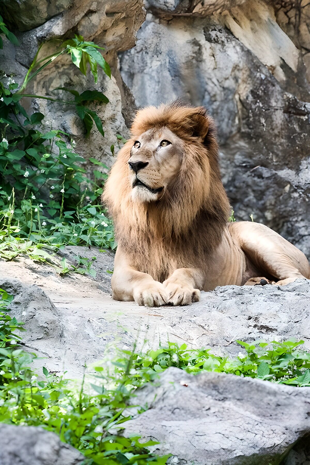 Koning van de jungle in rust