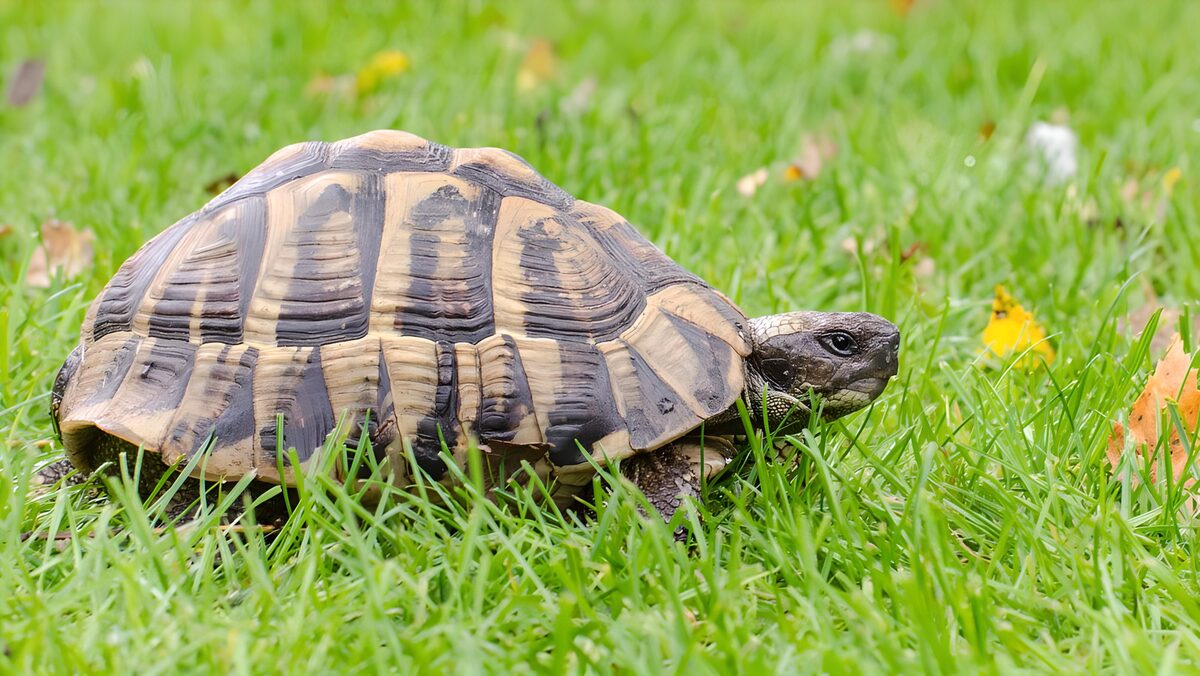 TP42899: Schildpad op het gras