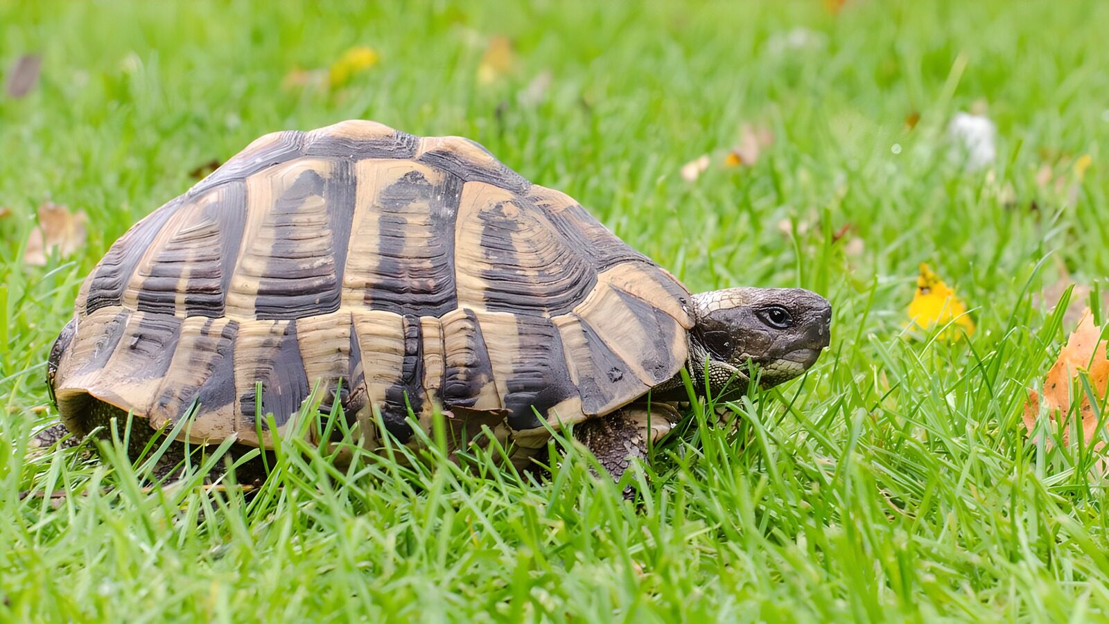 TP42899: Schildpad op het gras