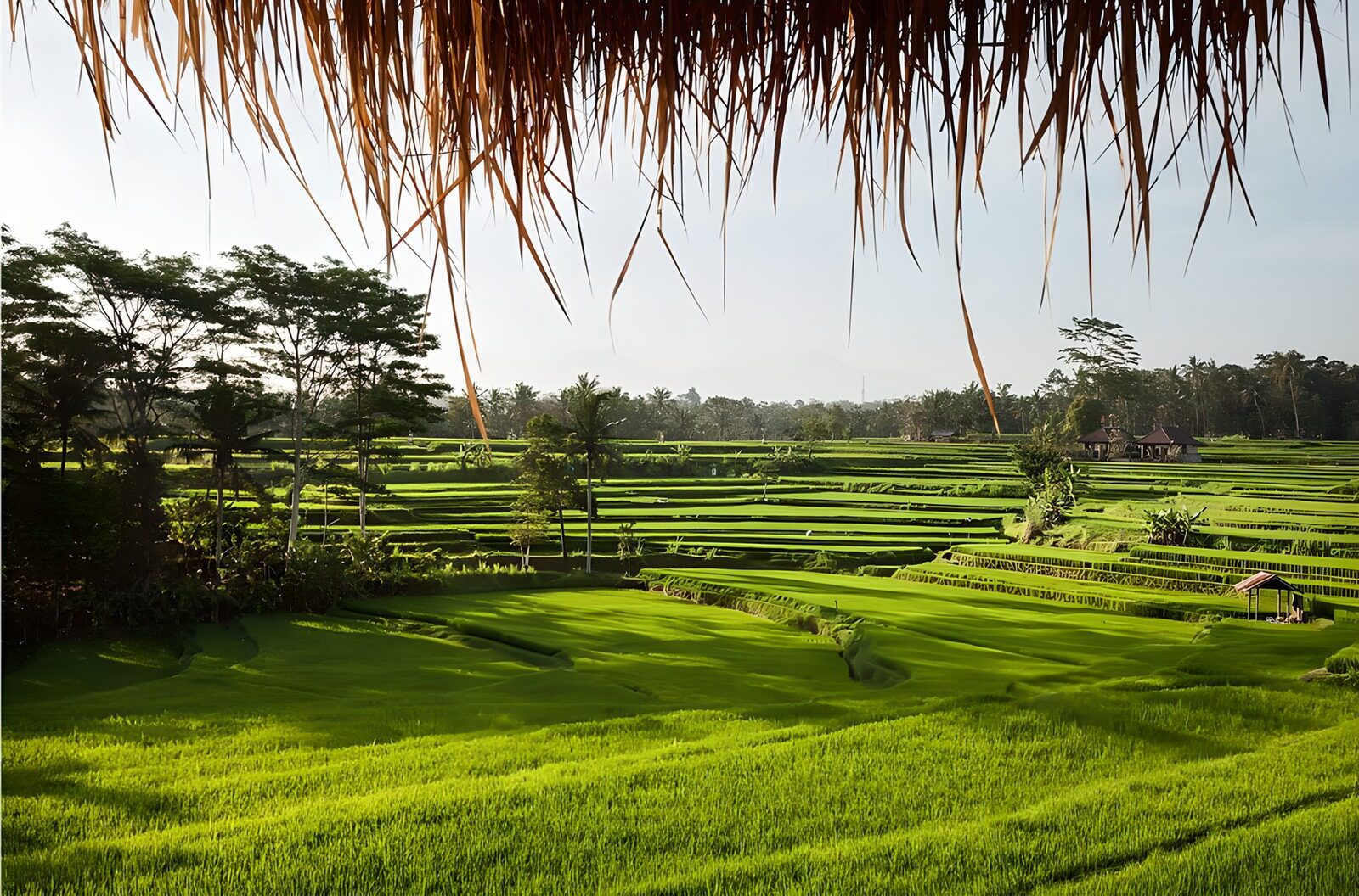 TP37339: Groene rijstvelden in Bali