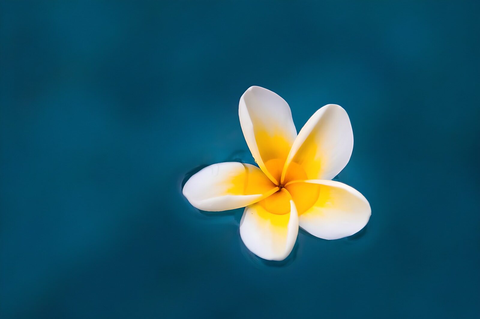 TP54241: Frangipani bloem 
