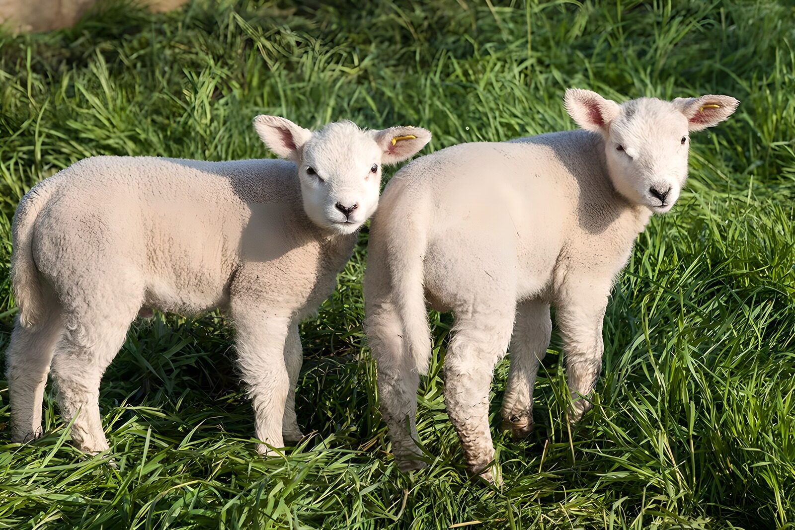 TP42516: Schattige lammetjes in het gras