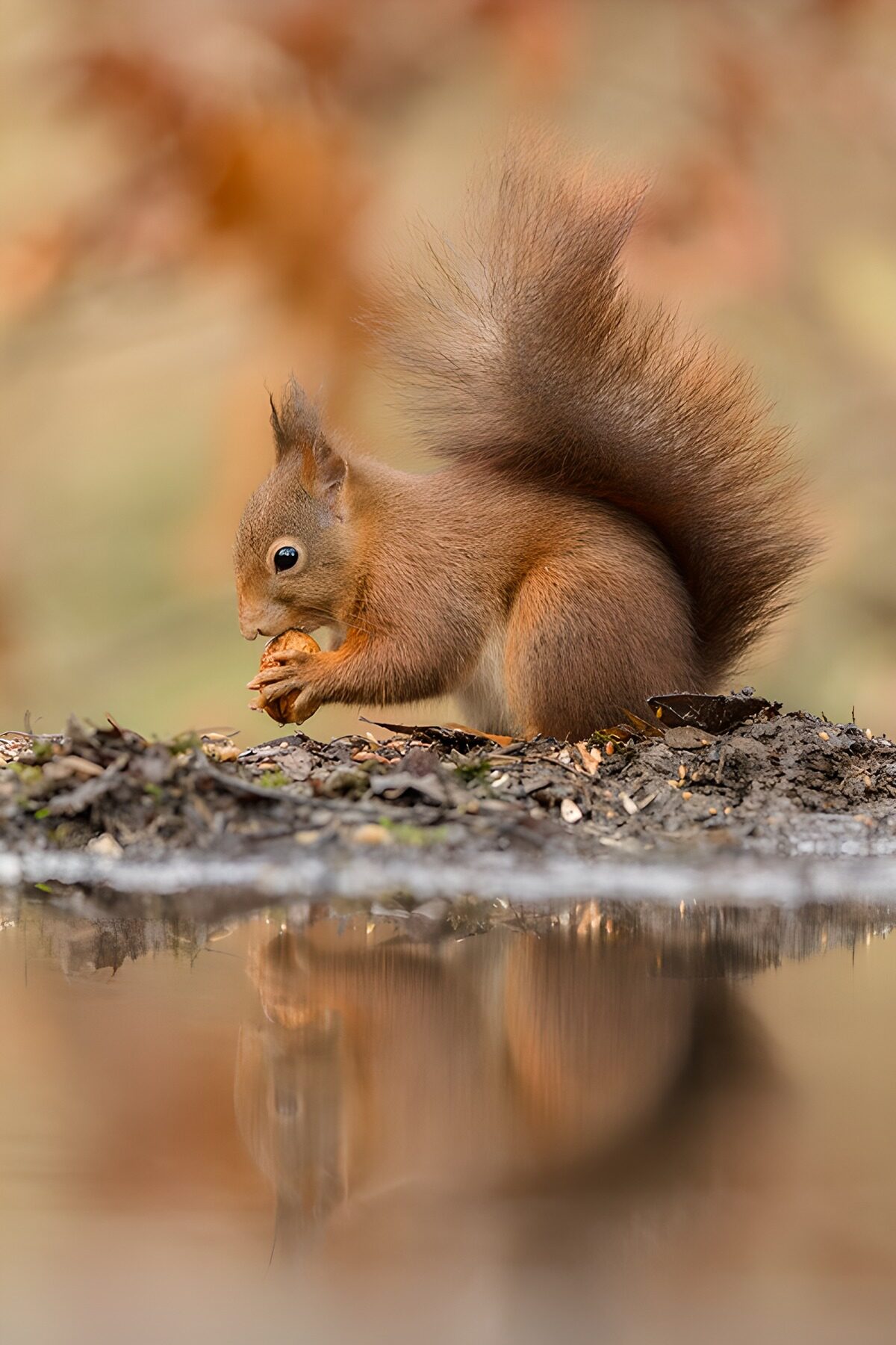 Schattig eekhoorntje aan de waterkant
