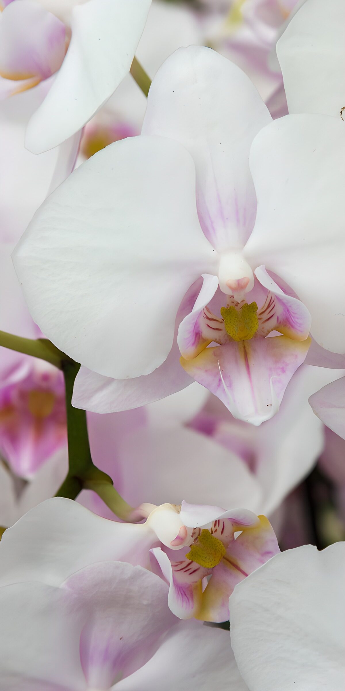 TP34563: Prachtige witte orchideeën