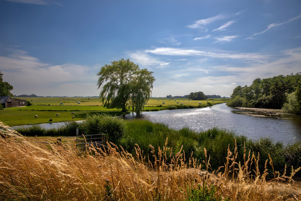 TP67174: Zonnig Rivierlandschap met Schapen
