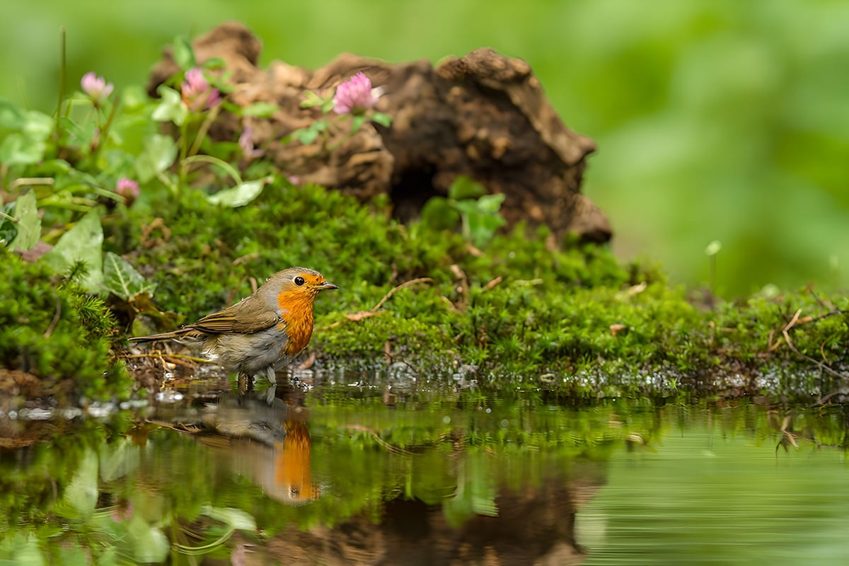 Roodborstje bij het water
