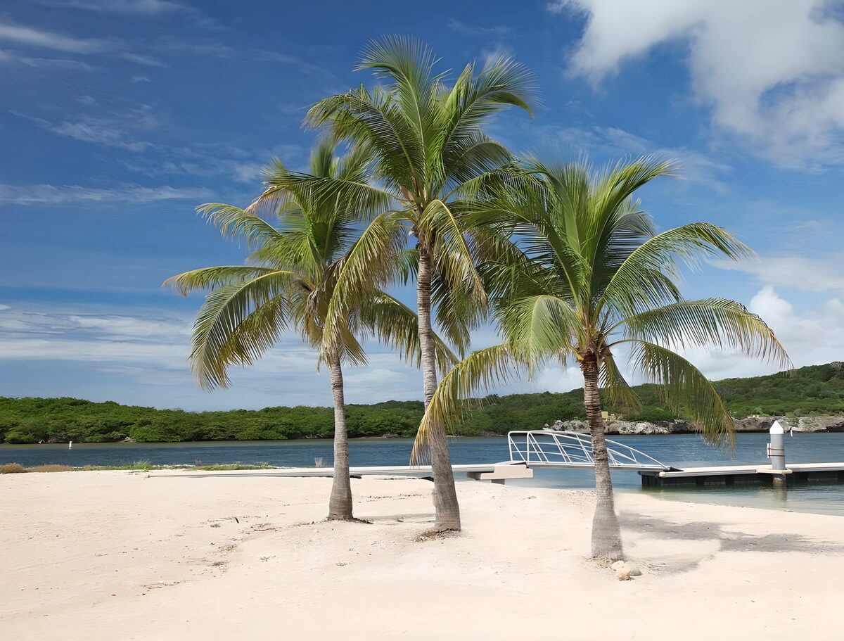 TP45385: Drie palmbomen op het strand