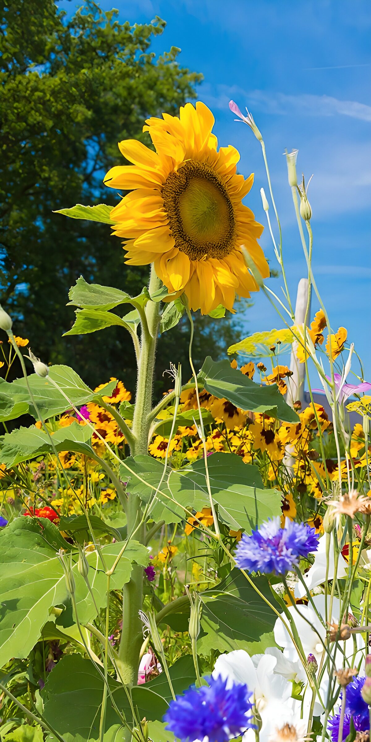 Stralende Zonnebloem in Volle Bloei