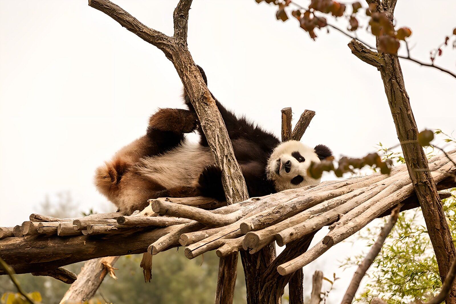 TP39408: Speelse panda op takken