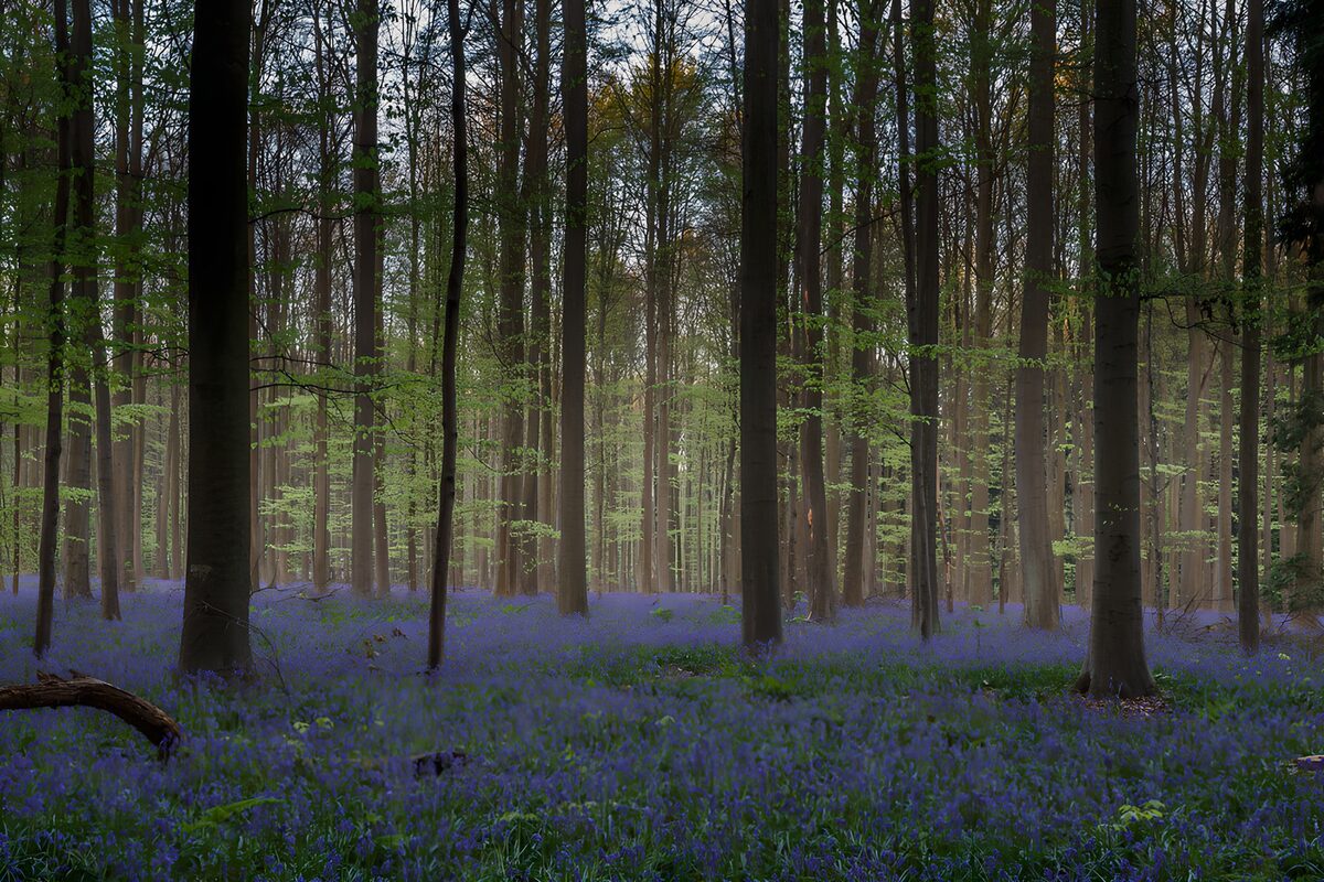 TP64664: Prachtige blauwe bloemen in het woud