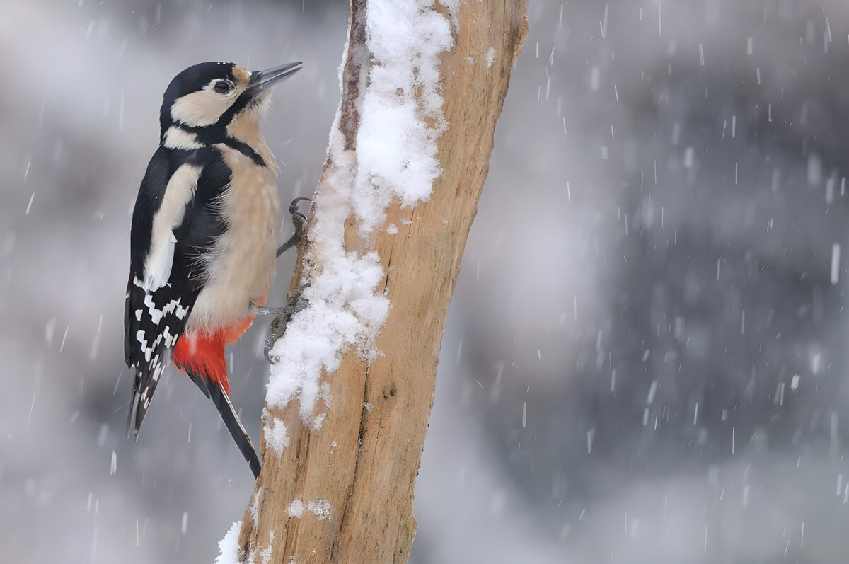 Bonte specht in de sneeuw op boomstam