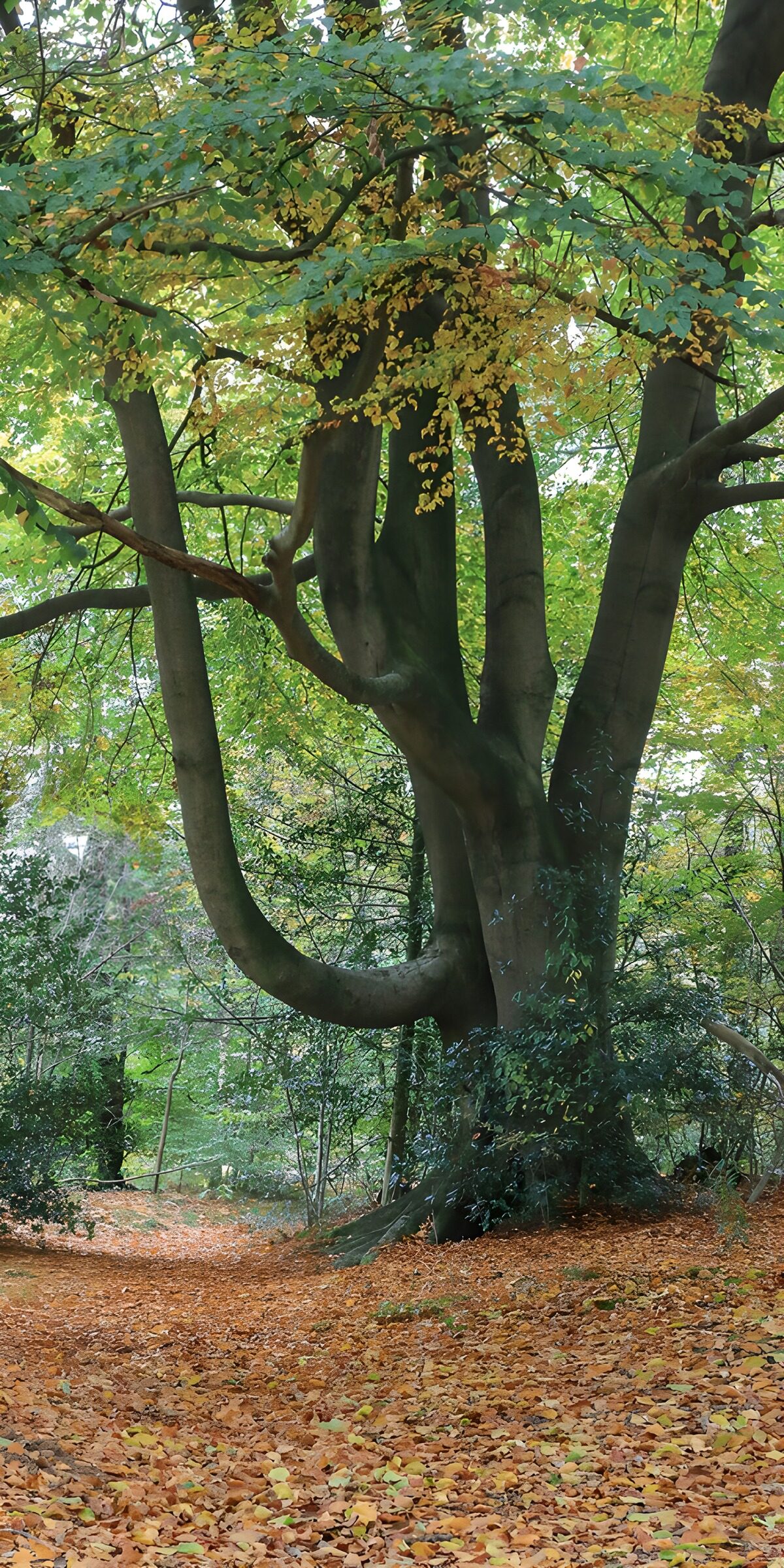Bijzondere boom in herfstlandschap