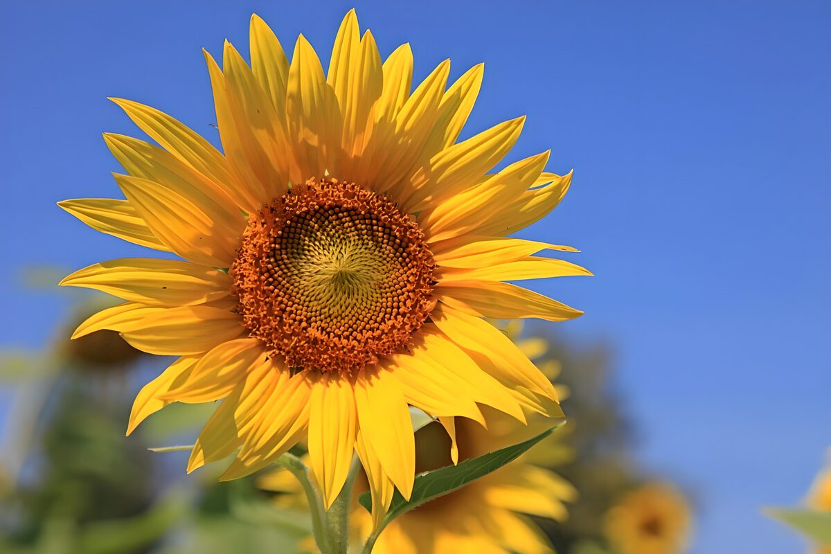 TP49834: Stralende Zonnebloem onder een Blauwe Lucht