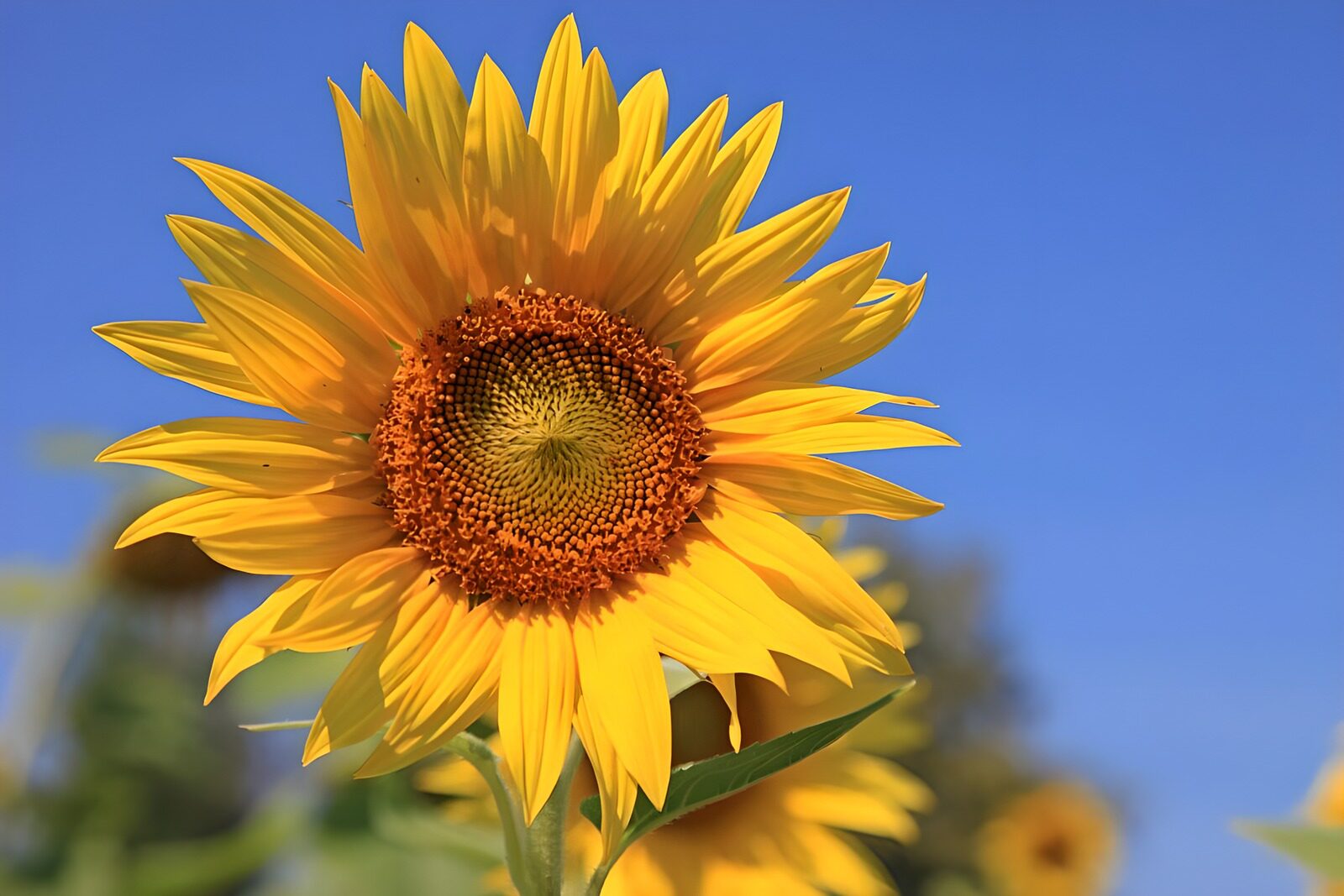 TP49834: Stralende Zonnebloem onder een Blauwe Lucht