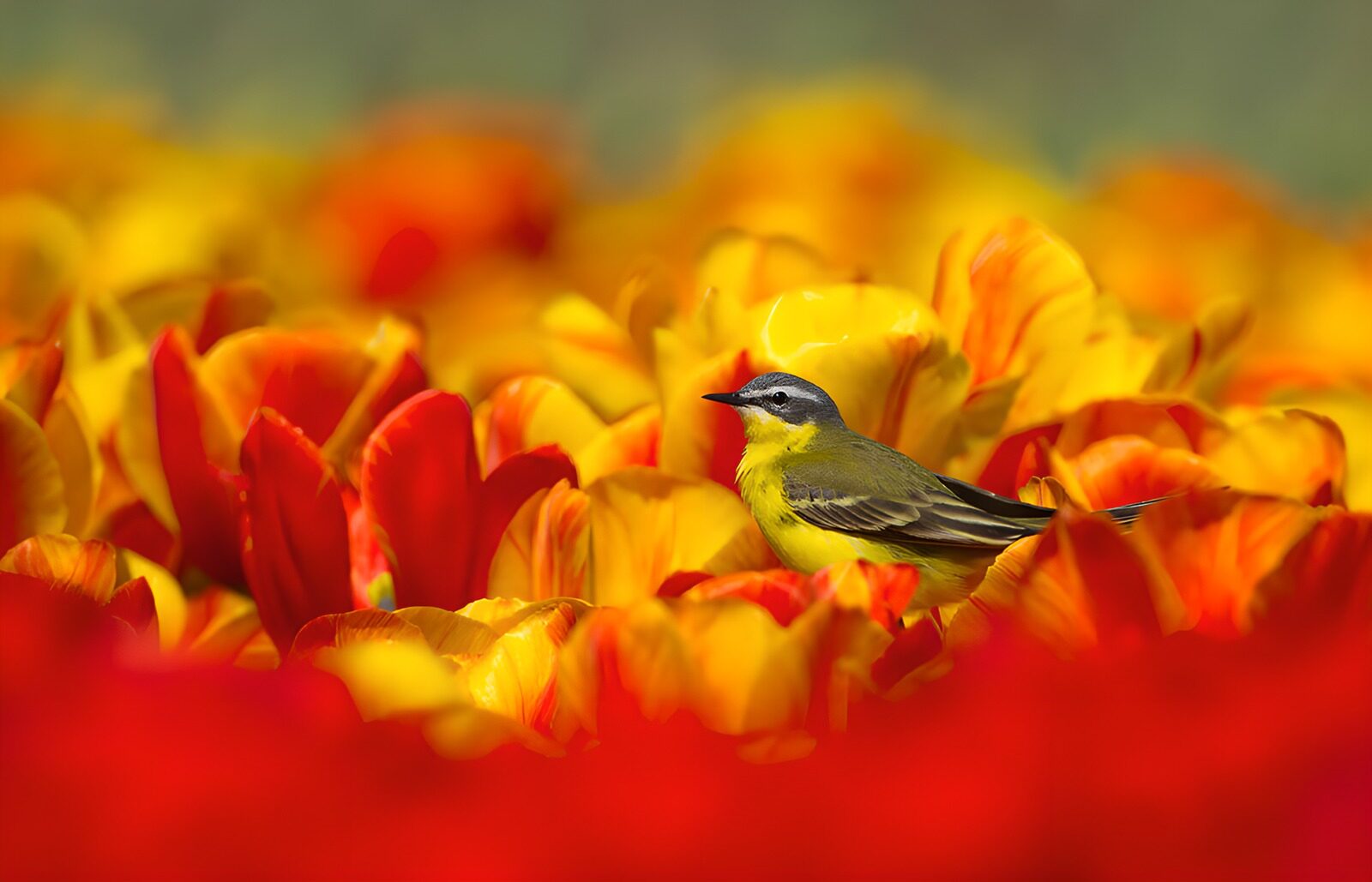 TP94000: Vogel tussen kleurrijke tulpen