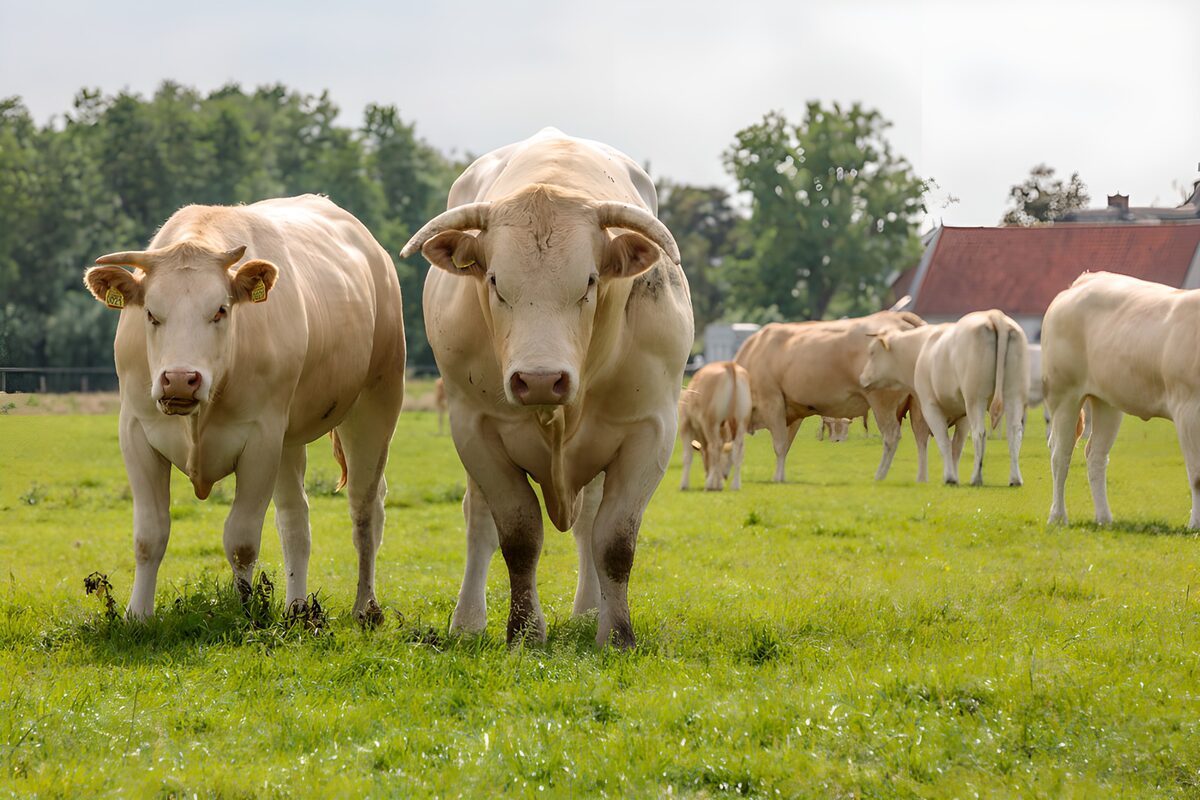 Twee nieuwsgierige koeien in het groen