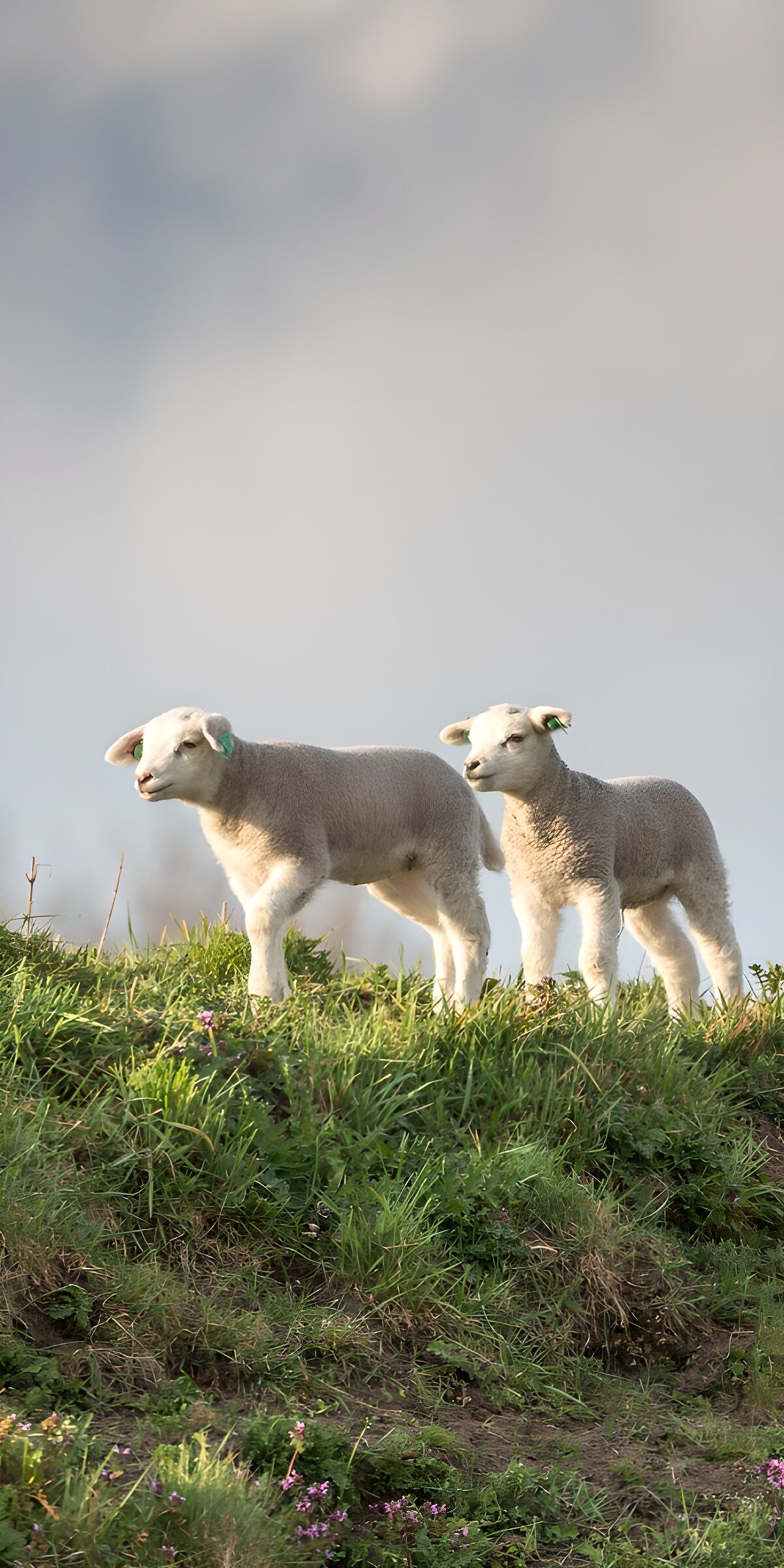 TP67155: Schattige lammetjes op de heuvel