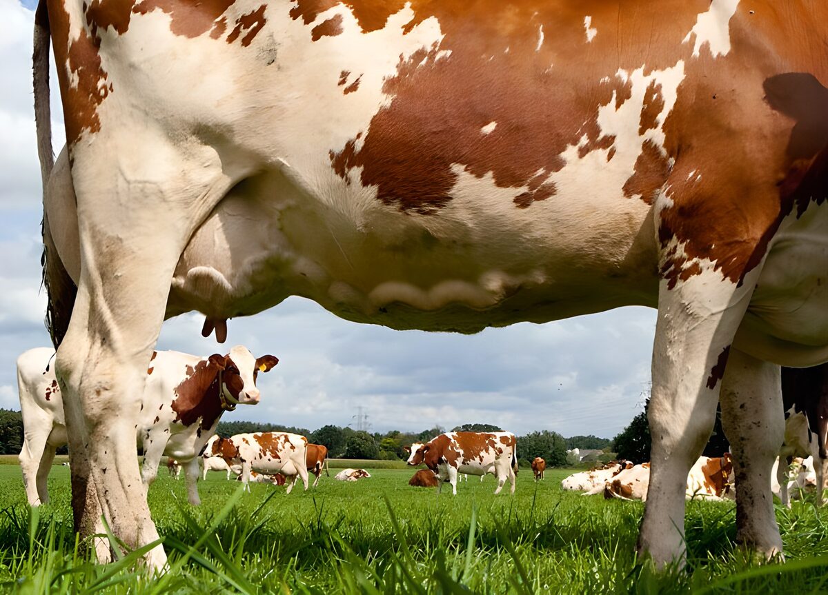Doorzicht onder koe door naar weiland met andere koeien