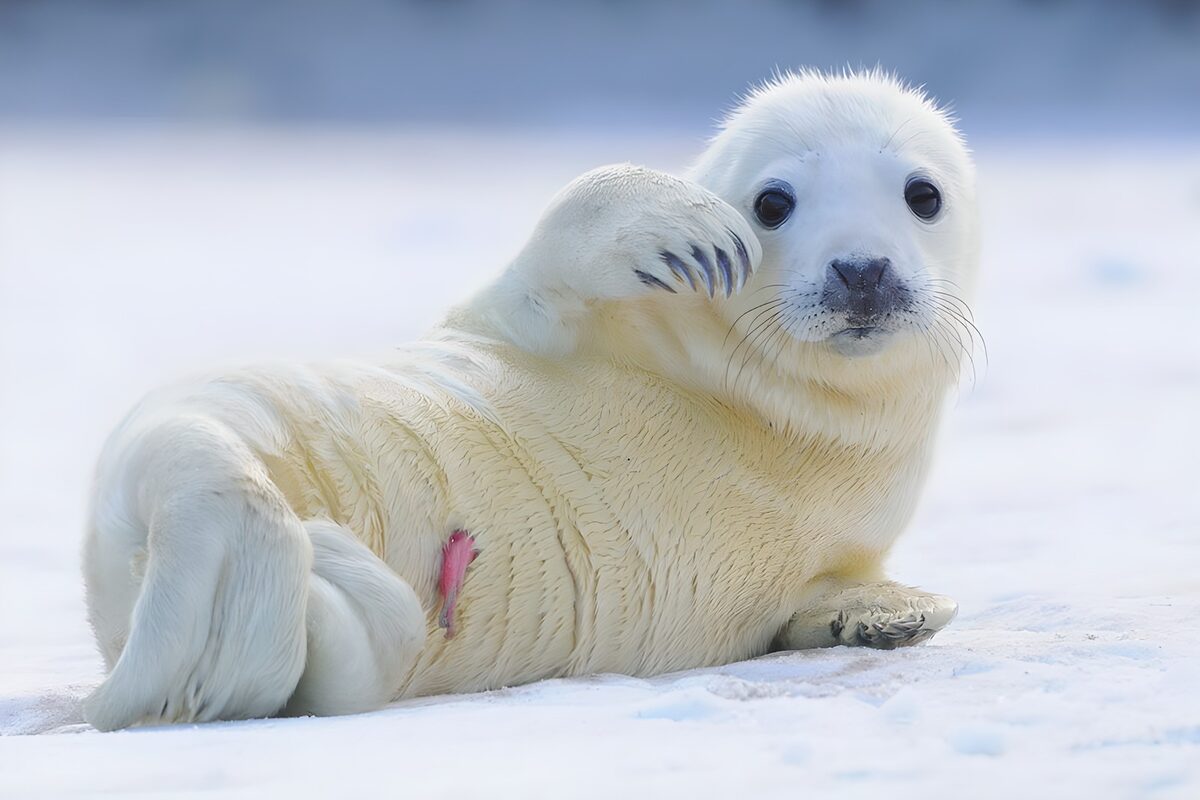 Zeehondje in de sneeuw