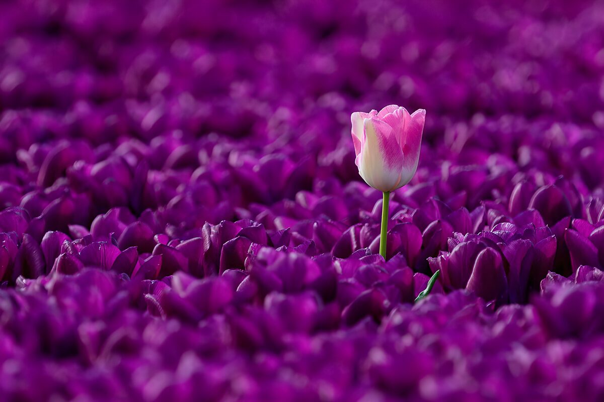 Een Verschil in Kleuren: Tulpenveld