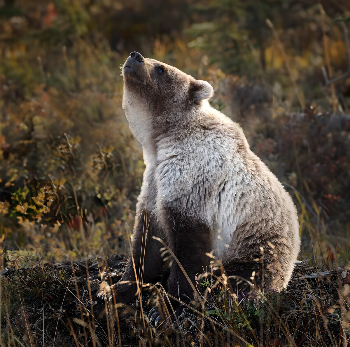 Grizzlybeer in de natuur