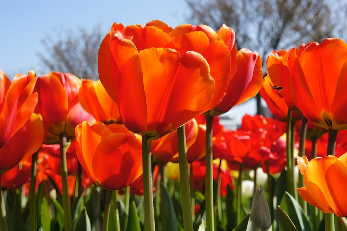 Tulp Couleur Cardinal
