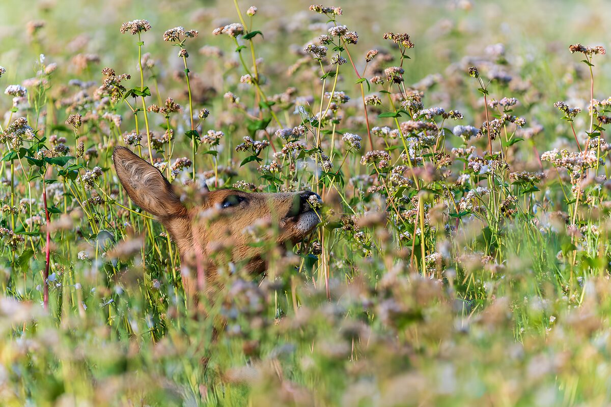 Hert tussen hoge bloemen