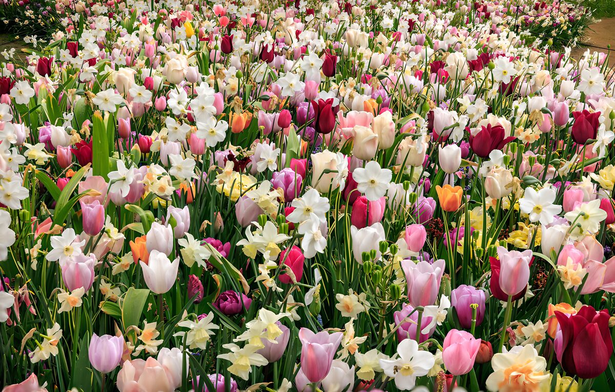 Kleurrijke bloemenzee in het voorjaar