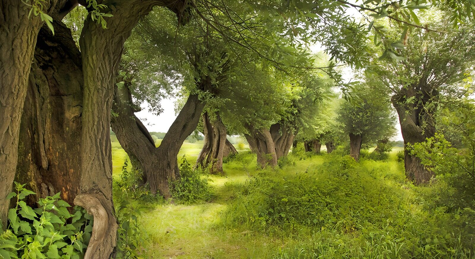 TP54464: Schaduwrijke lanen tussen oude bomen