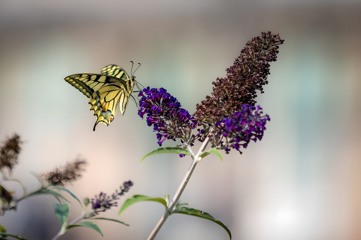 Gele vlinder op paarse bloemen