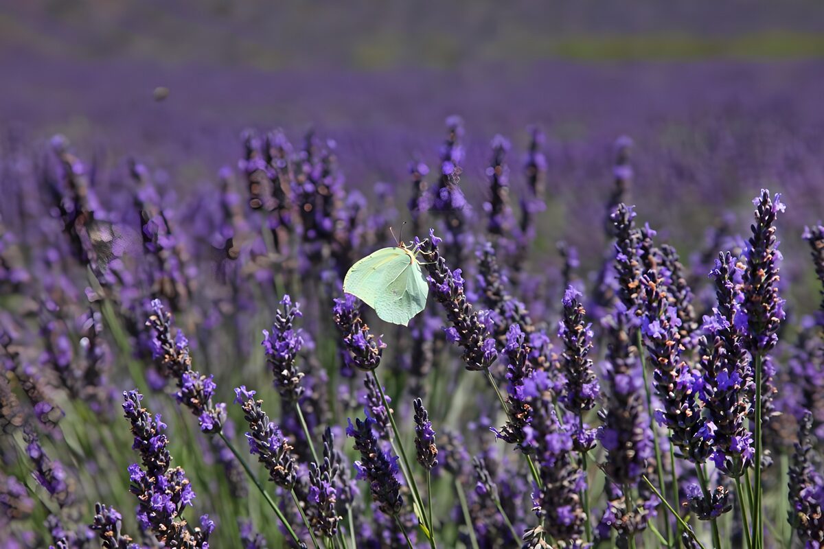 Vlinder in een lavendelveld