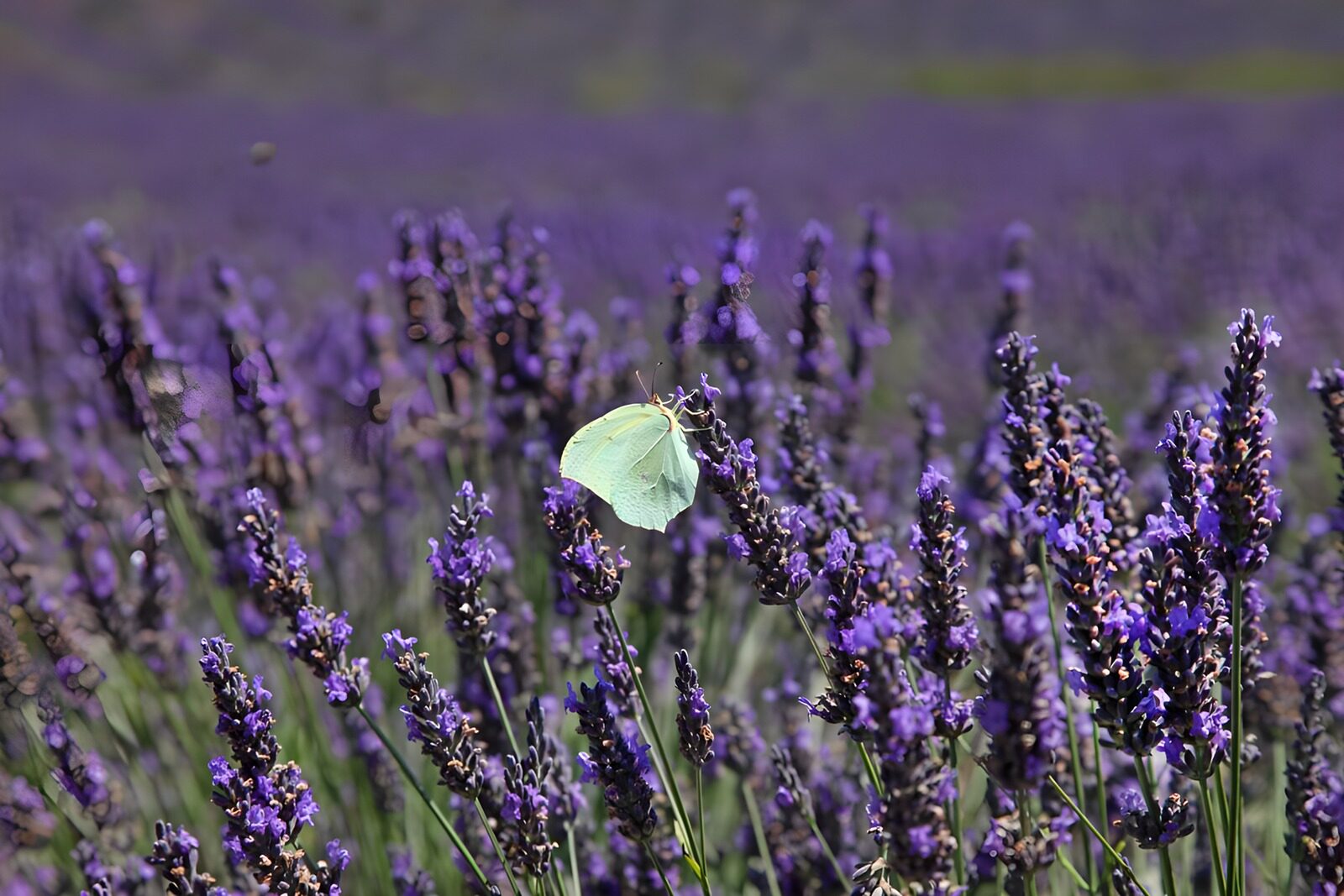 TP46317: Vlinder in een lavendelveld