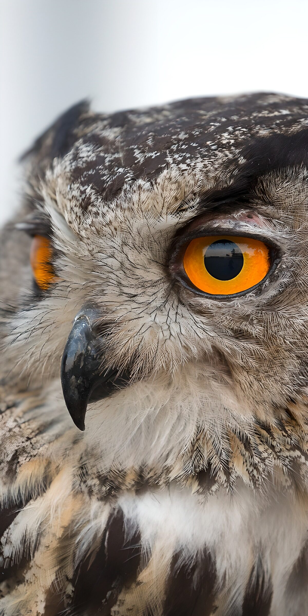 TP72014: Close-up van een prachtige uil