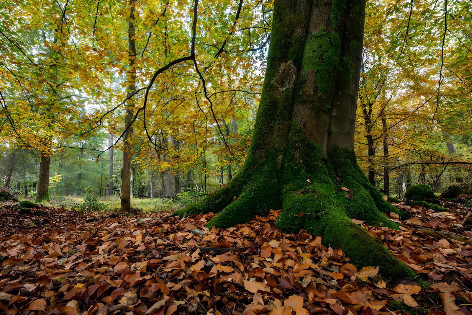 TP56413: Kleurrijk herfstbos met mosbedekte boom