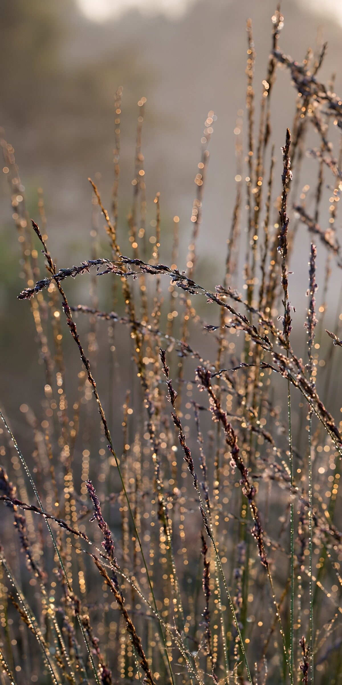 Stralende dauwdruppels op gras