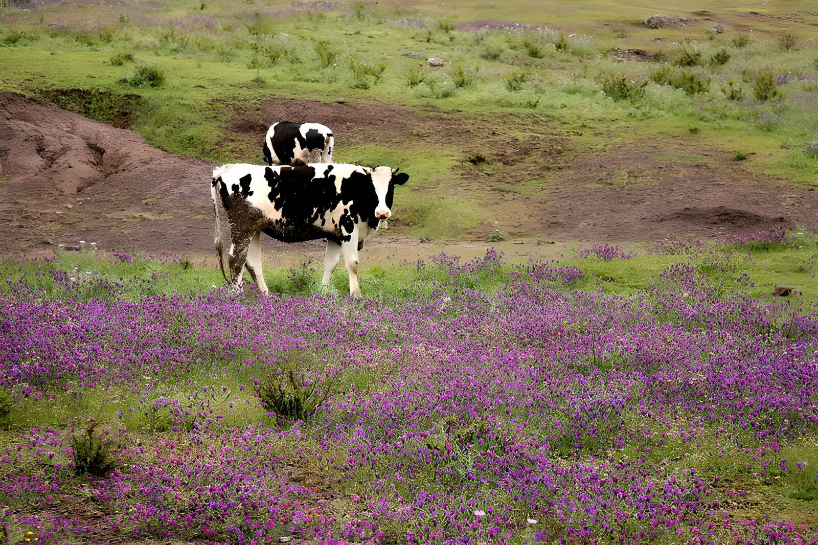 TP39950: Koeien in paars bloemenveld 1