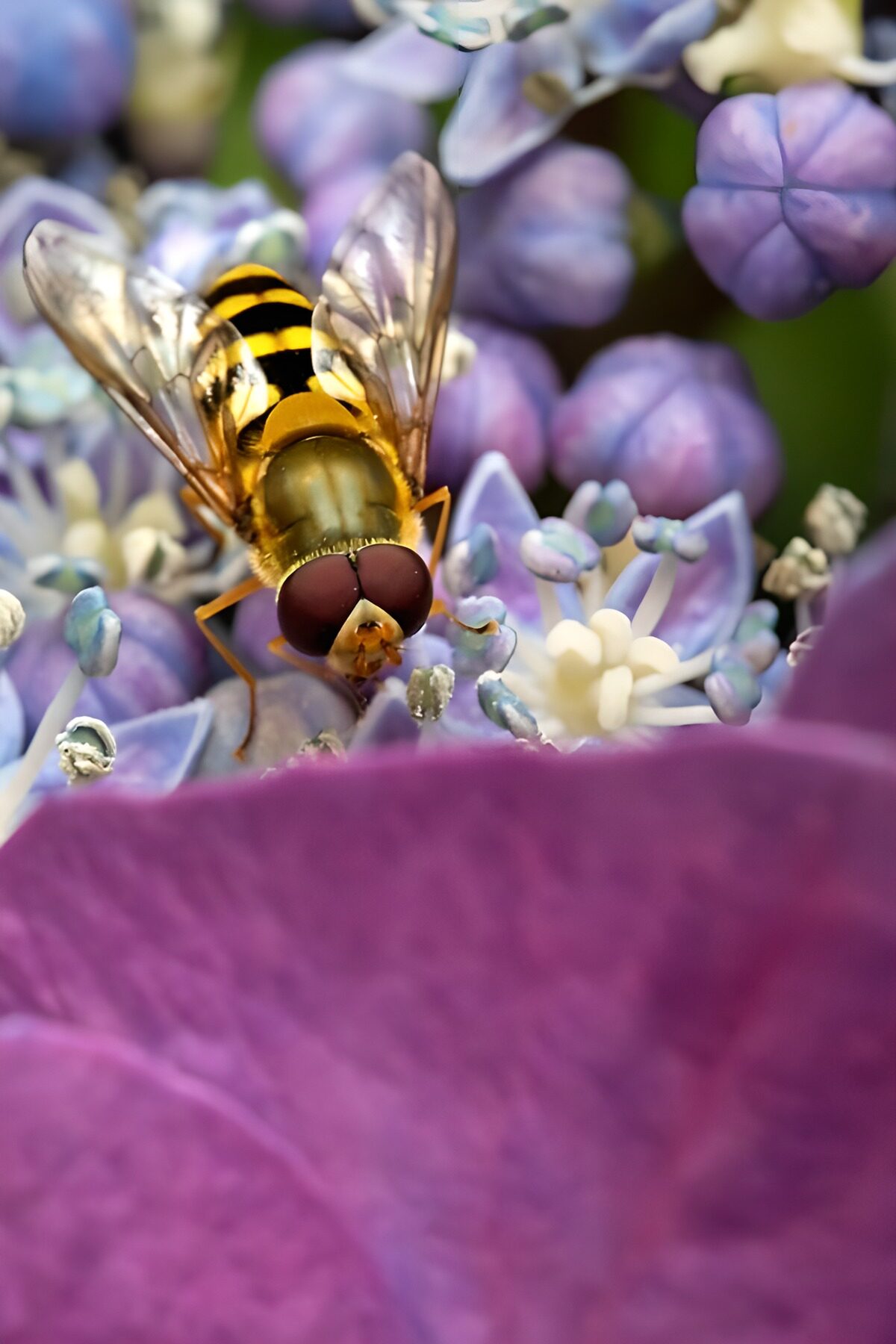 TP33208: Bij op een paarse hortensia