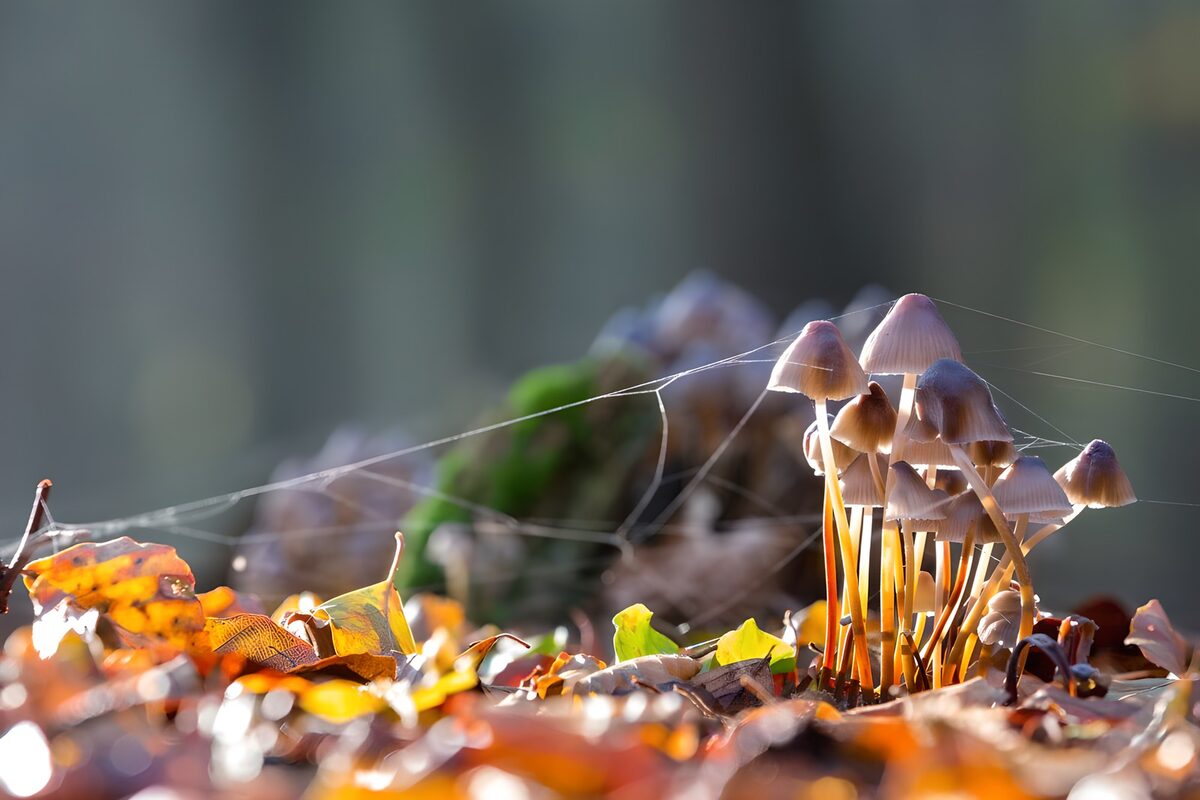 Paddestoelen bij zonsopgang met herfstbladeren