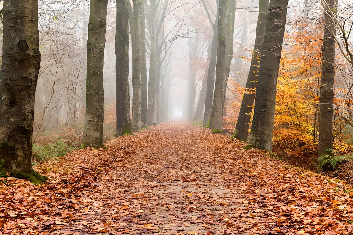 Mistige herfstwandeling in het bos