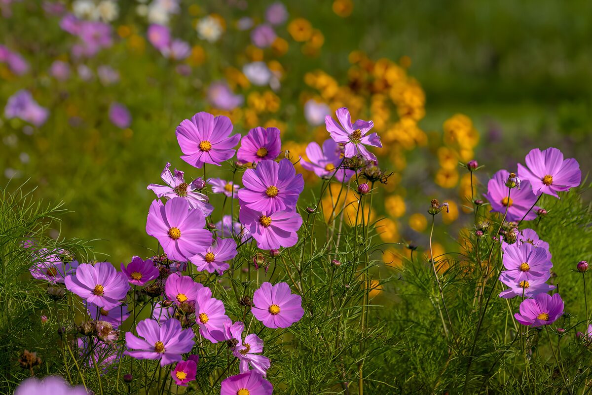 Kleurrijke bloemen in een veld