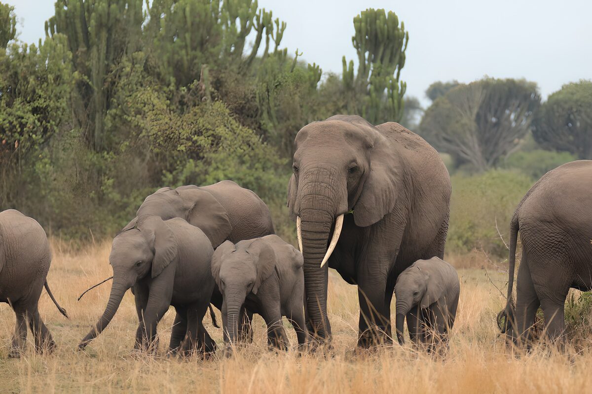 Een familie olifanten in het wild