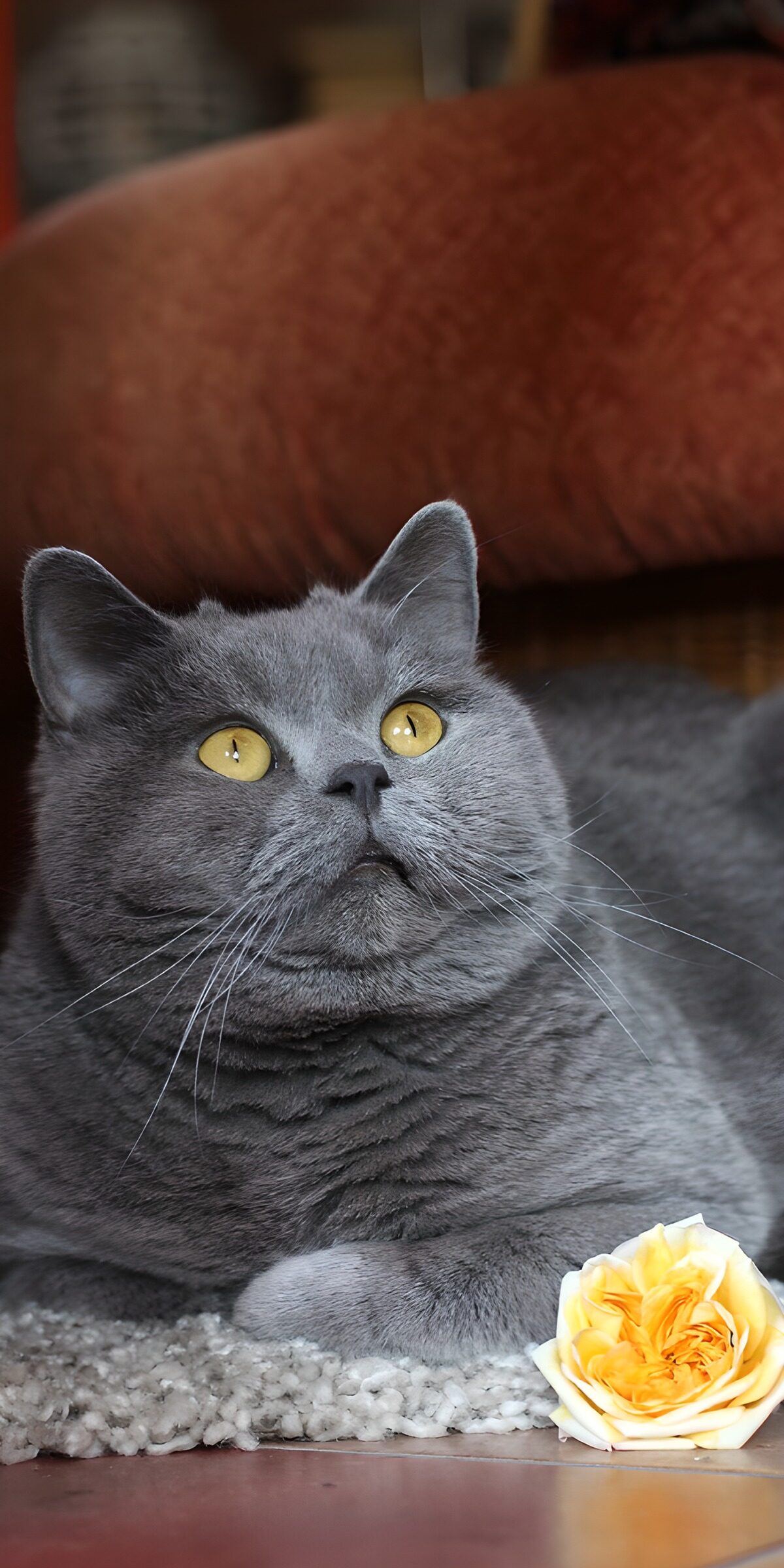 TP82562: Grijze kat met een roosje