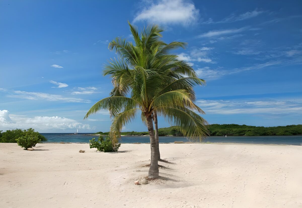 TP99231: Twee palmbomen op het strand
