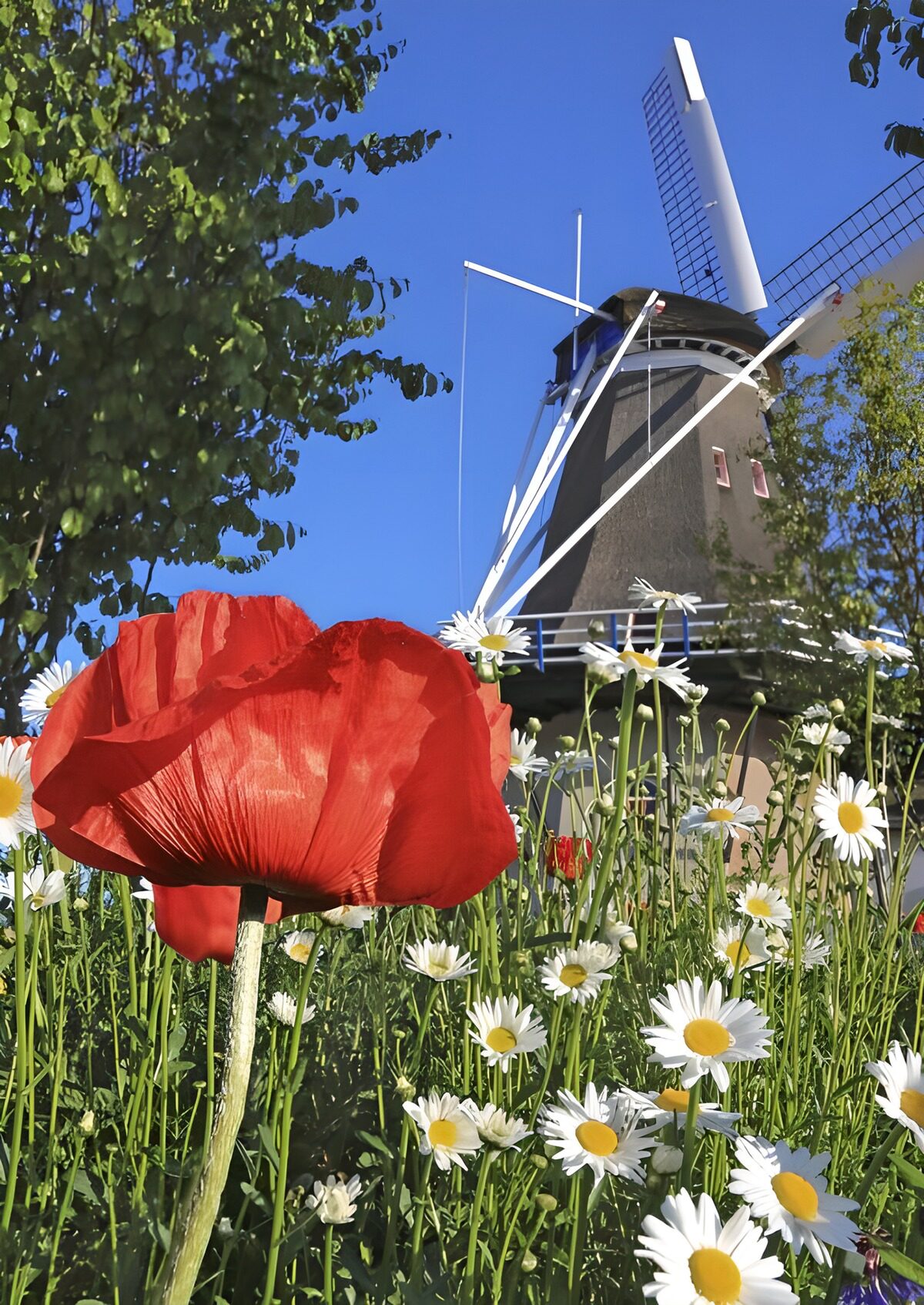 Molen met klaproos en margrieten