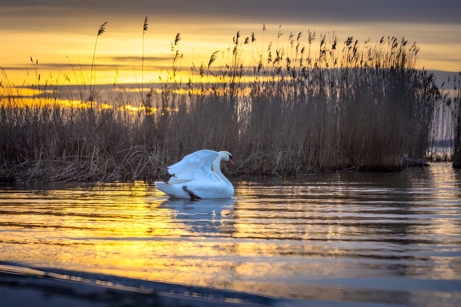 TP36887: Elegante zwaan bij zonsondergang